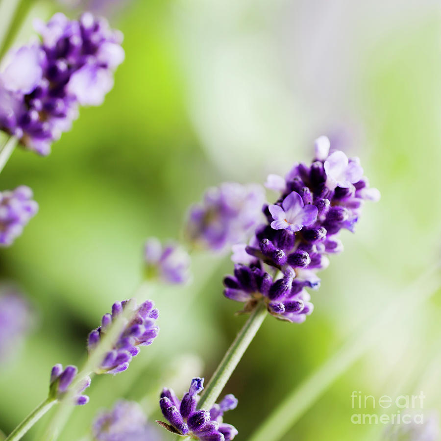 Summer Photograph - Fresh lavender by Kati Finell