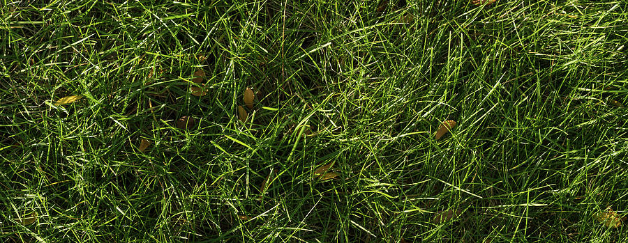 Fresh Lawn Photograph