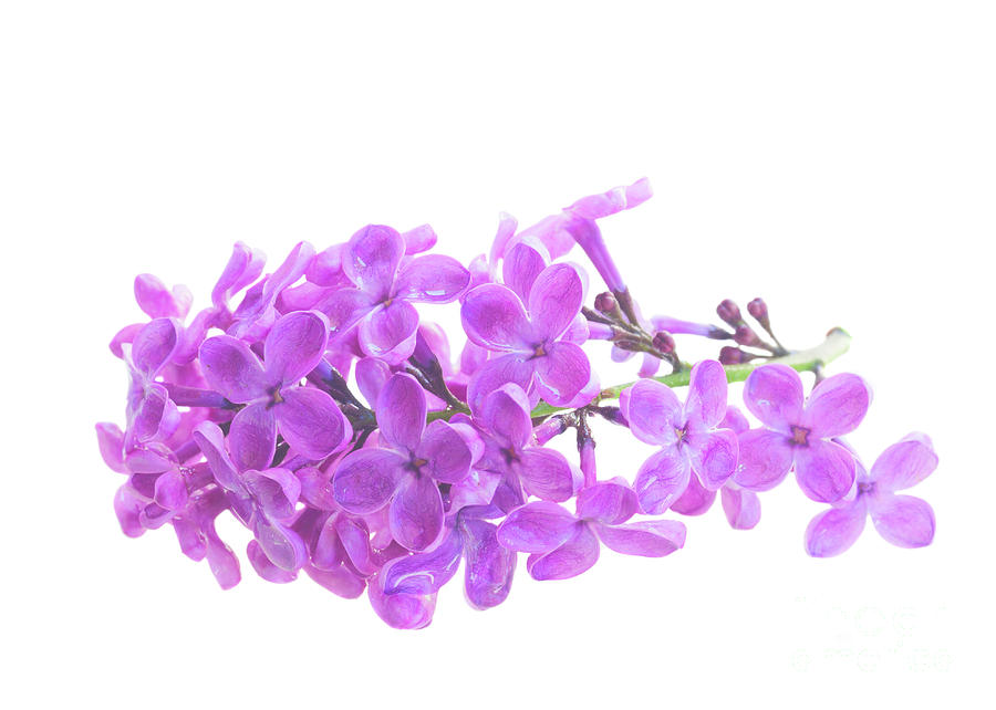 Fresh Lilac Photograph by Anastasy Yarmolovich