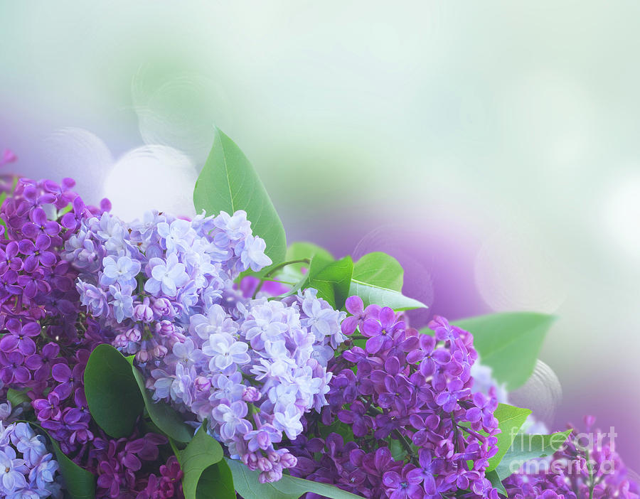 Lilac Garden Photograph by Anastasy Yarmolovich