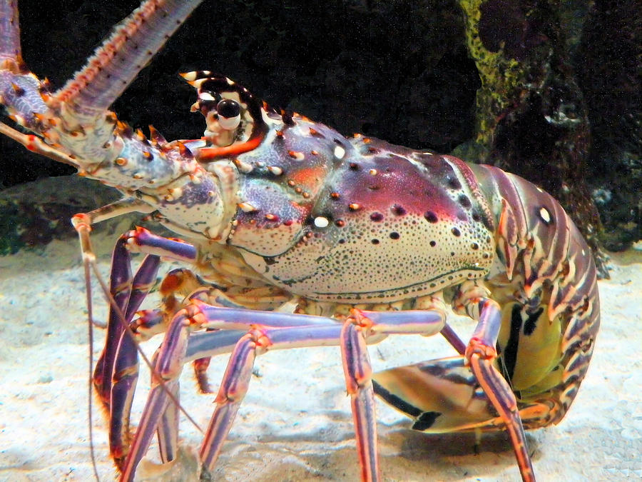 Fresh Lobster Photograph by Rosalie Scanlon