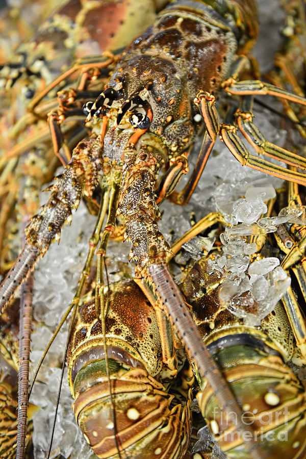 Fresh Lobsters Photograph by Olga Hamilton