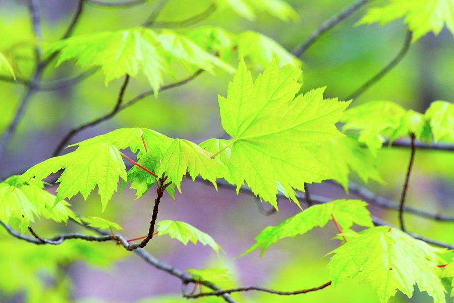 Fresh Maple Leaves Photograph by SR Green