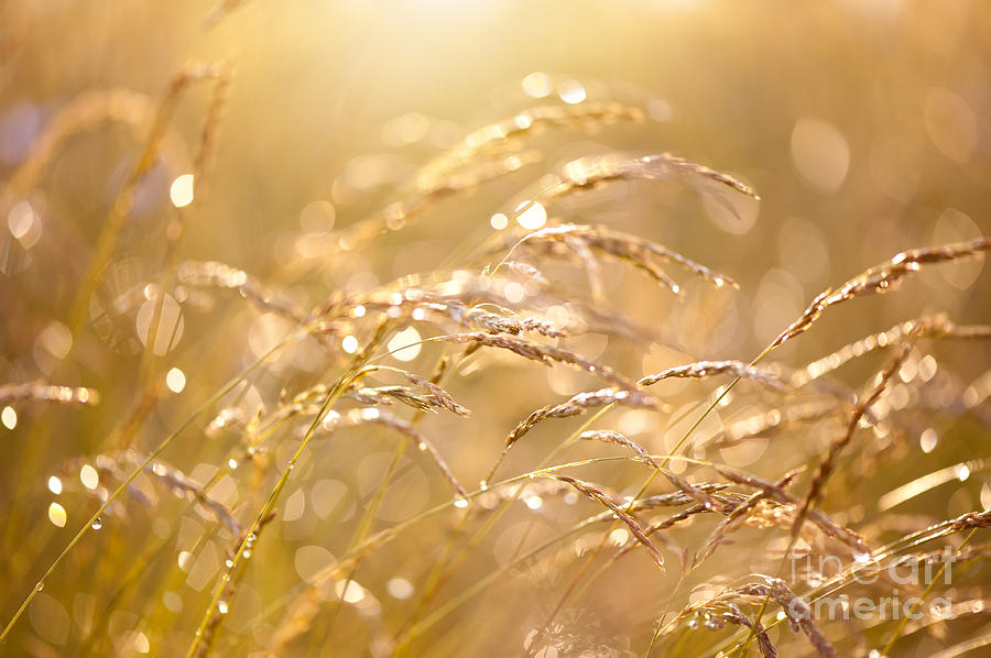 Fresh meadow after the rain Photograph by Arletta Cwalina - Fine Art ...