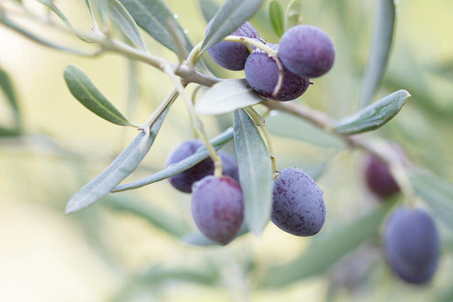 Nature Photograph - Fresh Olives  by Svetlana Yelkovan