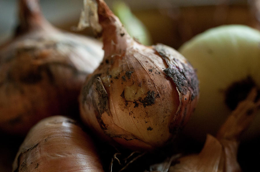 Fresh Onions Photograph by Wilma  Birdwell