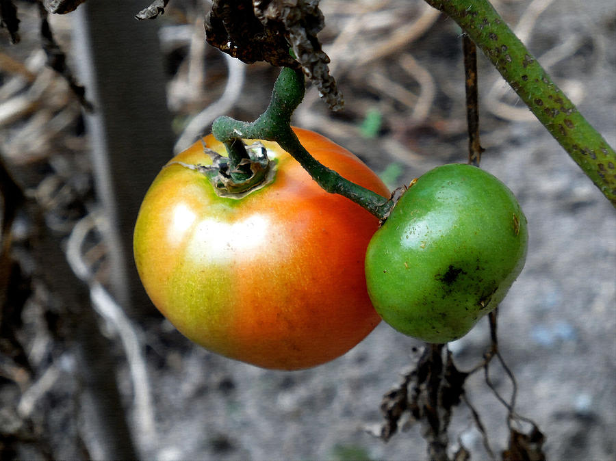 Fresh Organic Tomatoes 2 Painting by Jeelan Clark