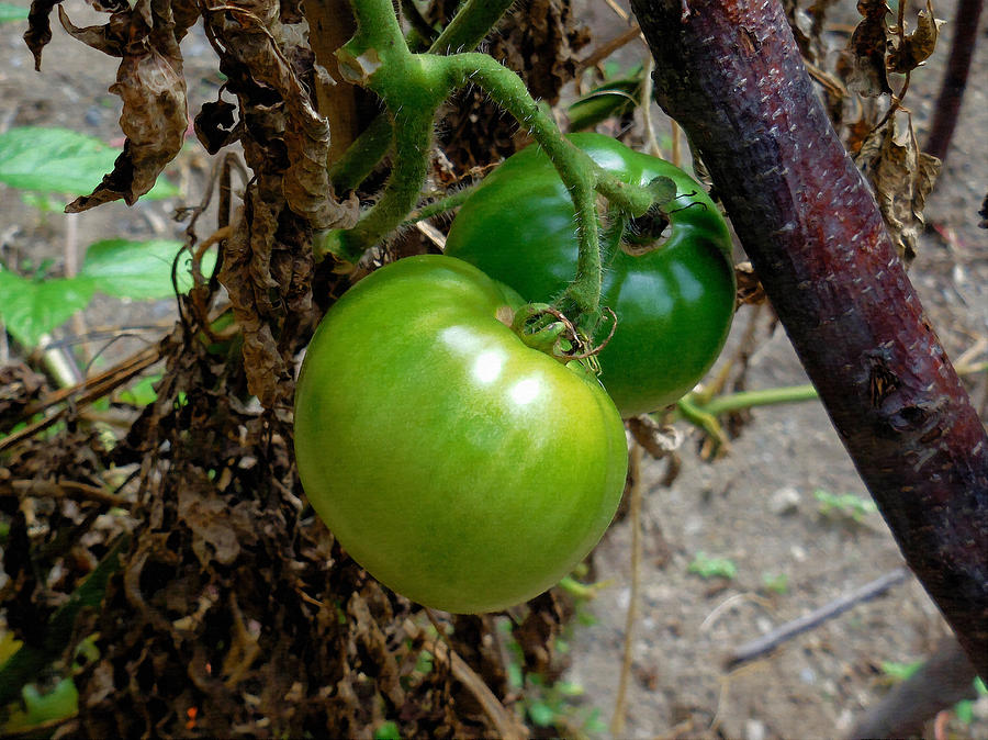 Fresh Organic Tomatoes 3 Painting by Jeelan Clark