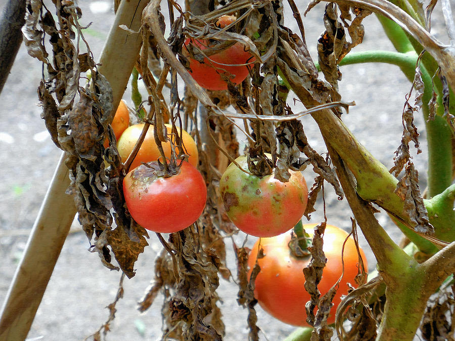 Tomato Painting - Fresh Organic Tomatoes 4 by Jeelan Clark