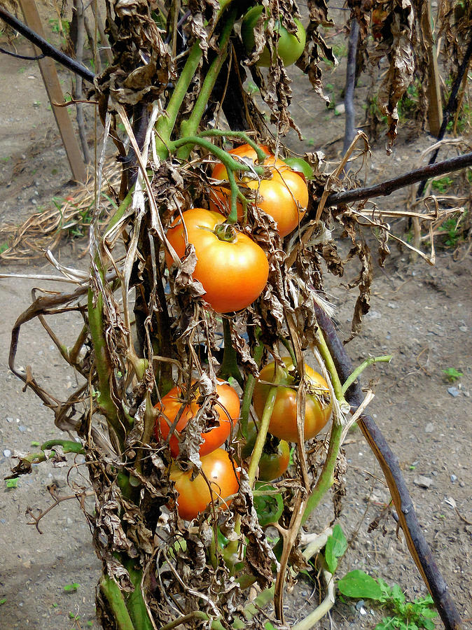 Tomato Painting - Fresh Organic Tomatoes 5 by Jeelan Clark