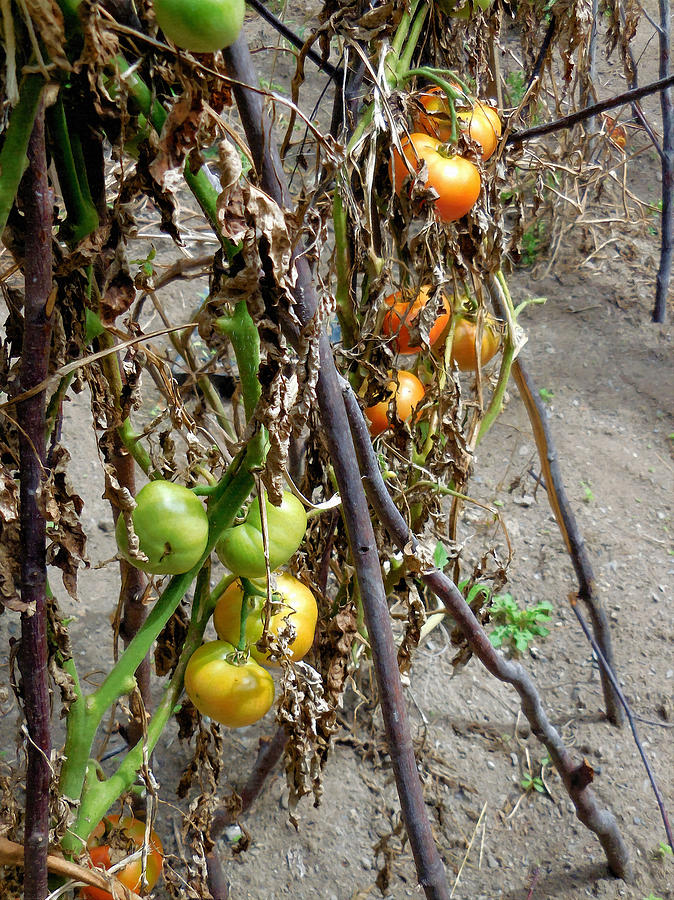 Tomato Painting - Fresh Organic Tomatoes 6 by Jeelan Clark