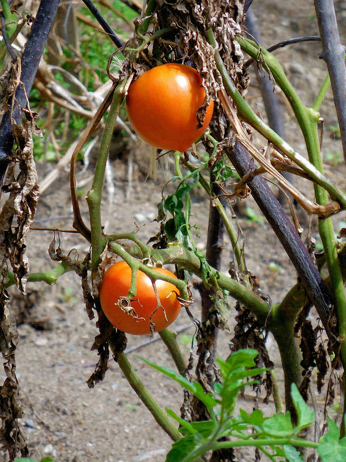 Fresh Organic Tomatoes 7 Painting by Jeelan Clark