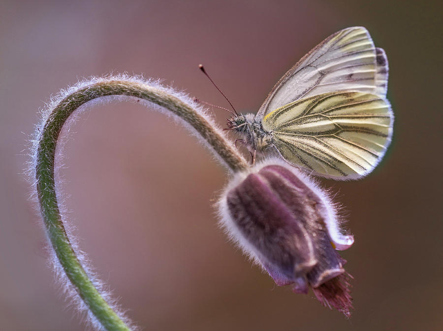 Fresh pasque flower and white butterfly Photograph by Jaroslaw Blaminsky