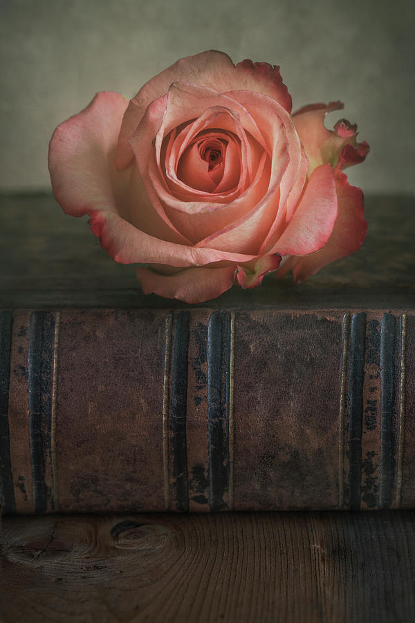 Fresh pastel pink rose and an old book Photograph by Jaroslaw Blaminsky