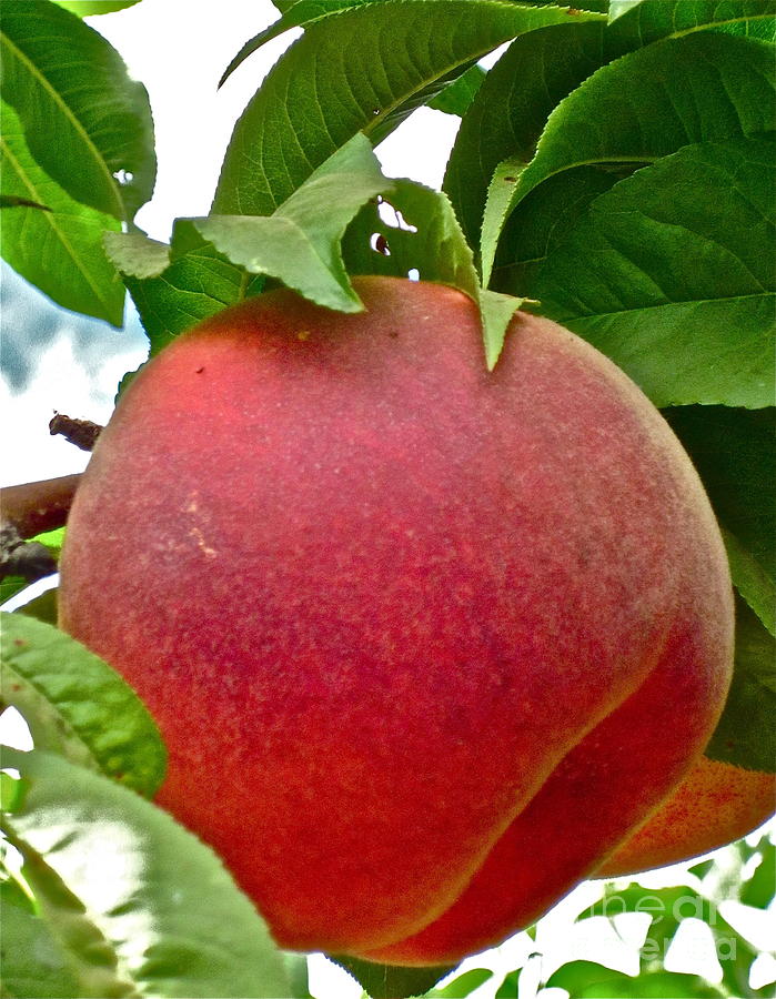 Fresh Peach Photograph by Gwyn Newcombe