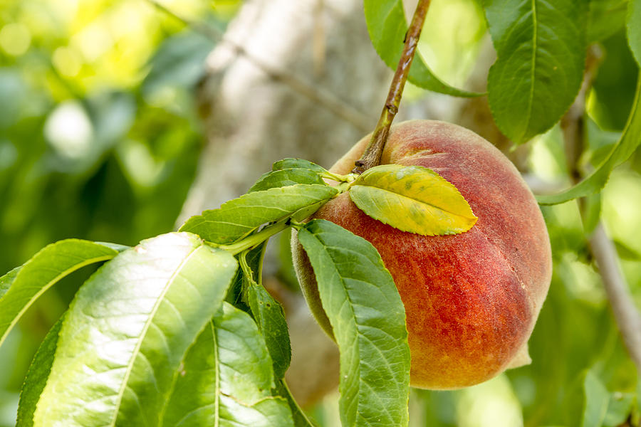 Fresh Peach Hanging in Orchard Photograph by Teri Virbickis