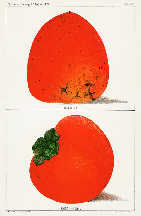 Fresh persimmons Drawing by Vincent Monozlay