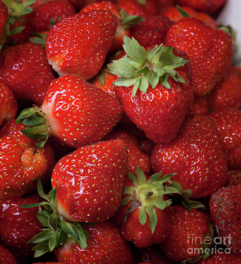 Fresh Picked Strawberries Photograph by Ann Jacobson