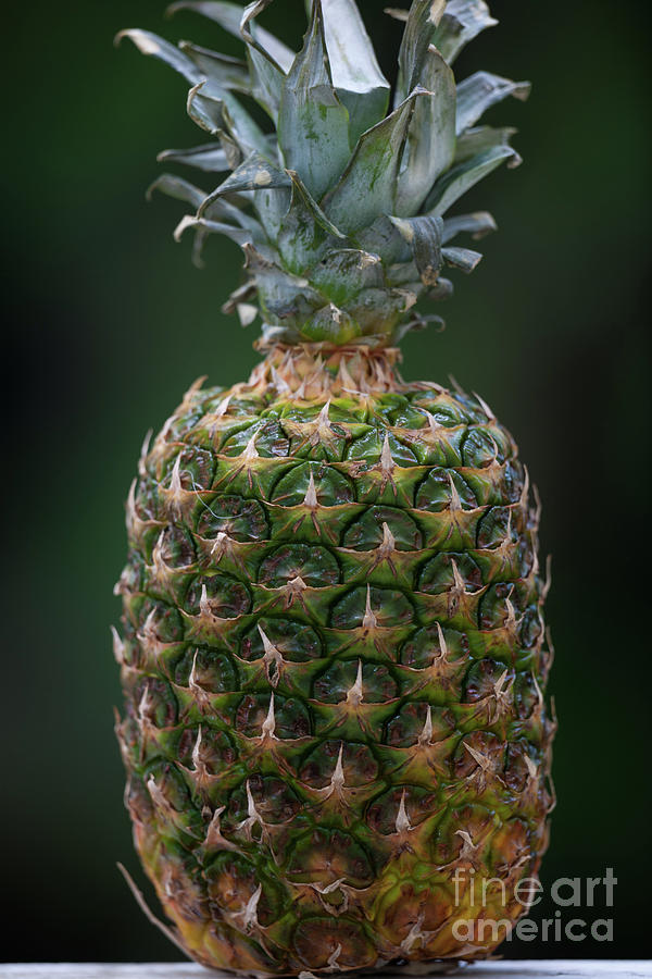 Fresh Pineapple Photograph by Dale Powell