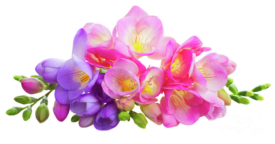 Fresh Pink And Violet Freesia Flowers Photograph