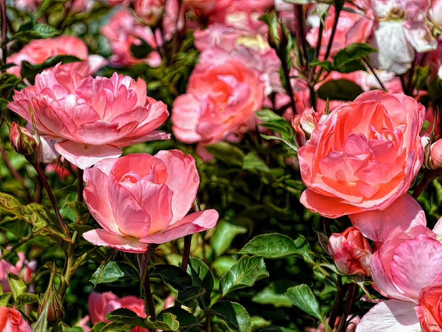 Fresh Pink Roses Photograph by Glenn McCarthy Art and Photography