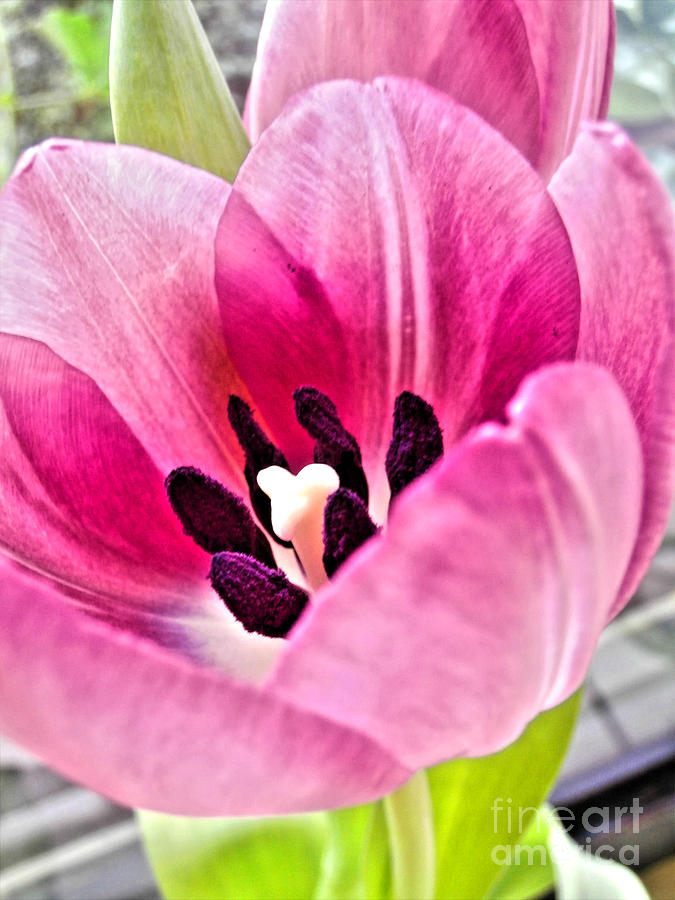Pink Tulip Blush Photograph by Nina Ficur Feenan