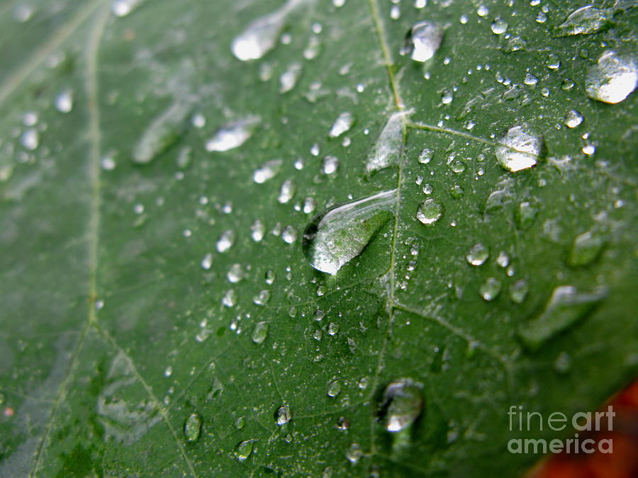 Leaf Photograph - Fresh by PJ  Cloud