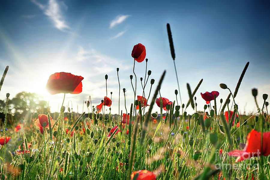 Fresh poppy field in sunlight Photograph by Simon Bratt