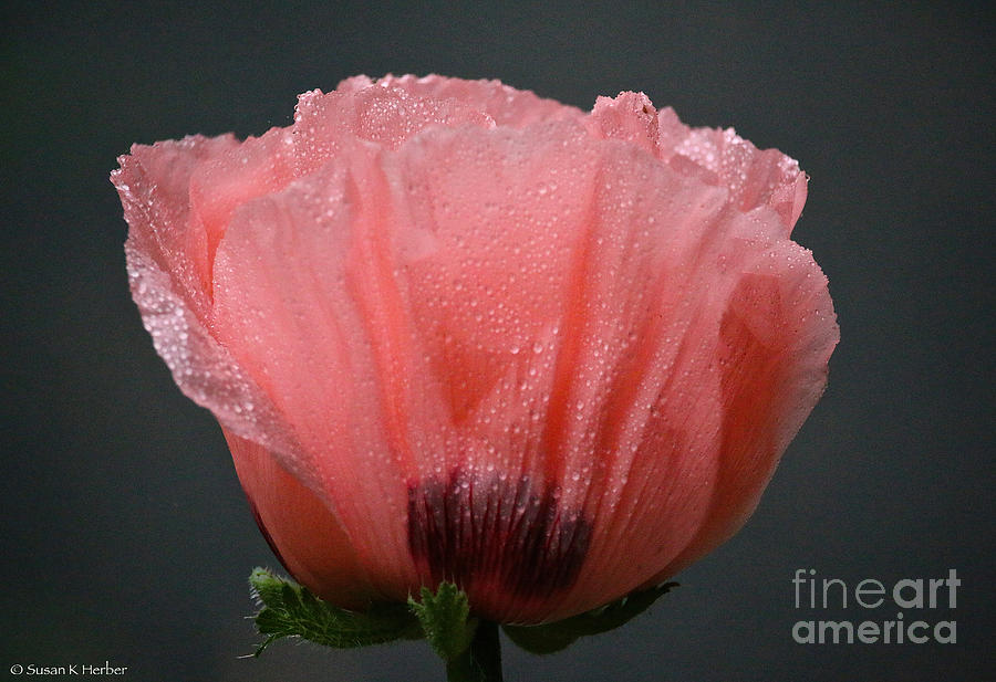 Fresh Poppy Photograph by Susan Herber