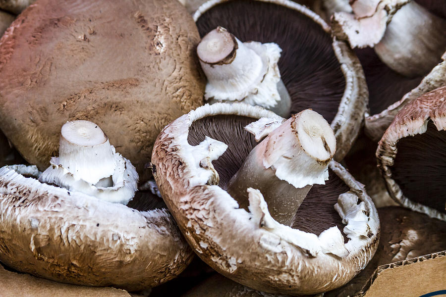 Fresh Portabella Mushrooms Photograph by Teri Virbickis