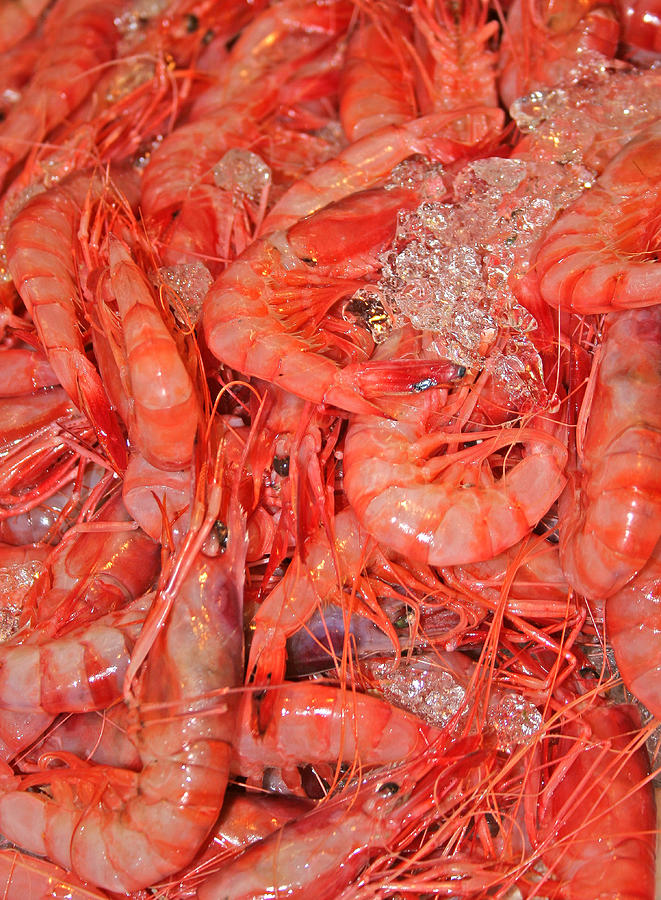 Fresh Prawns Photograph by Gaile Griffin Peers