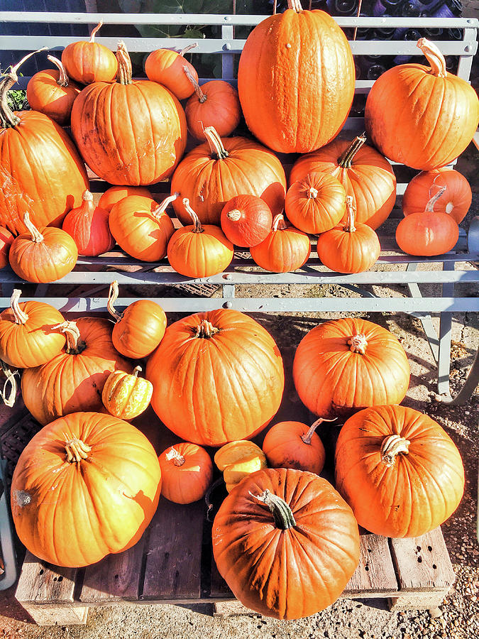 Fresh pumpkins selection Photograph by Tom Gowanlock