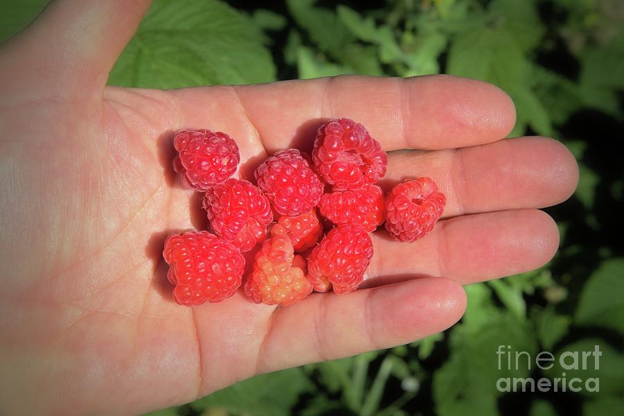 Fresh Raspberries Photograph by Roxie Crouch