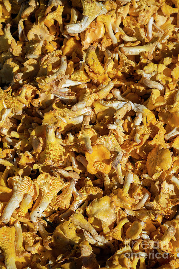 Vegetable Photograph - Fresh Raw Chanterelle Mushrooms In Market Display by JM Travel Photography