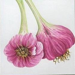 Flower Painting - Fresh Red Garlic by Elizabeth H Tudor