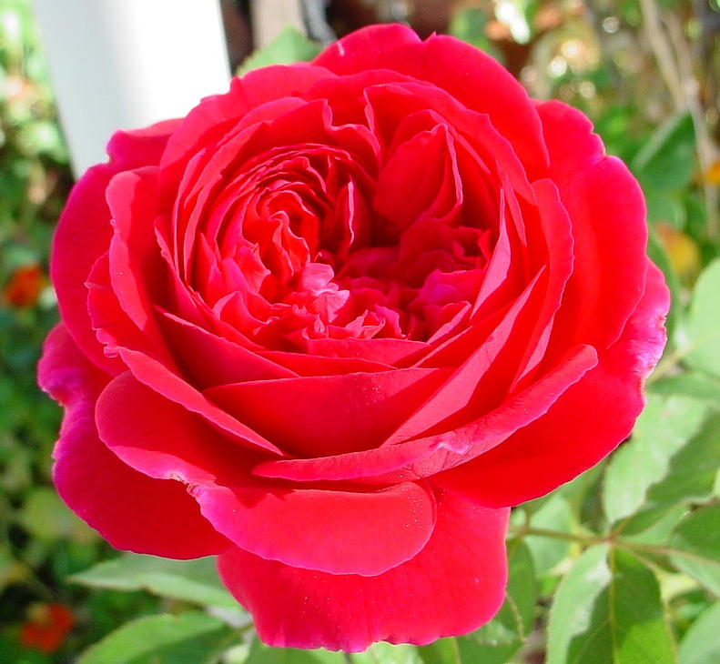 fresh-red-rose-a-carol-nelissen.jpg