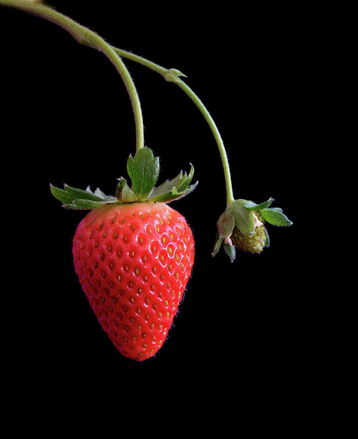 Fresh red strawberry fruit Photograph by Michalakis Ppalis