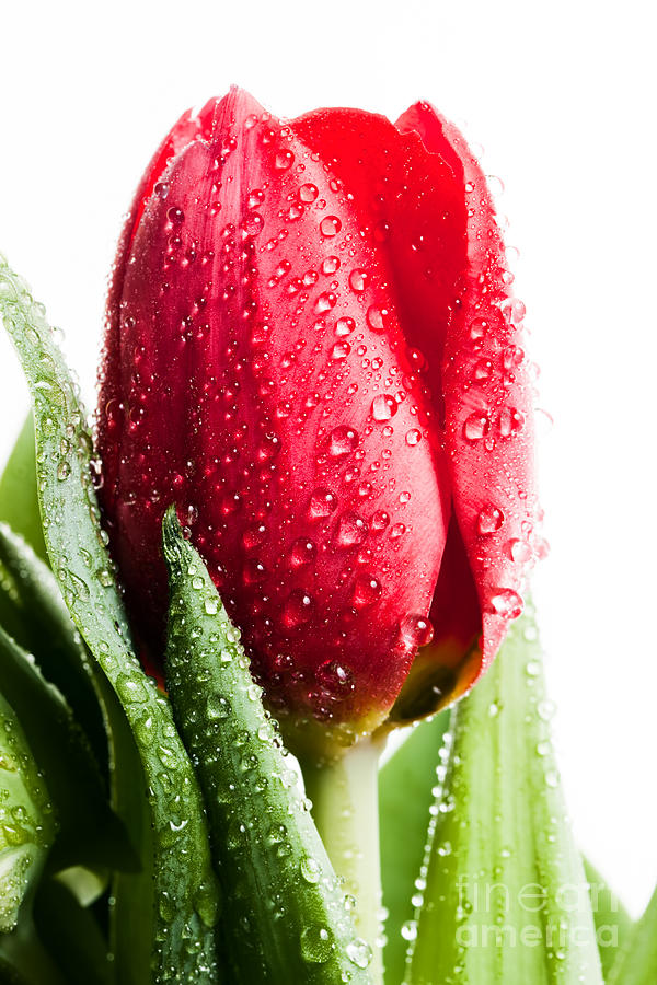 Fresh red tulip flower in water drops isolated white Photograph by Michal Bednarek