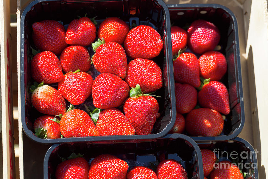 Fresh ripe strawberries in plastic boxes Photograph by Louise Heusinkveld
