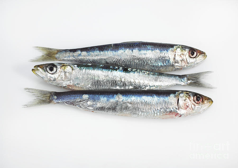 Fresh Sardines Photograph by Gerard Lacz