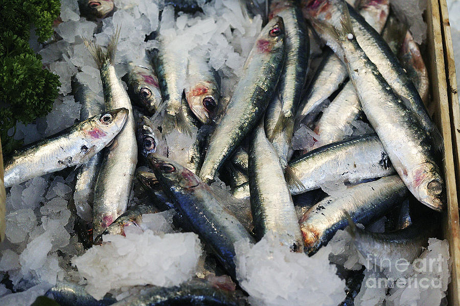 Fresh Sardines On Ice Photograph by Gerard Lacz