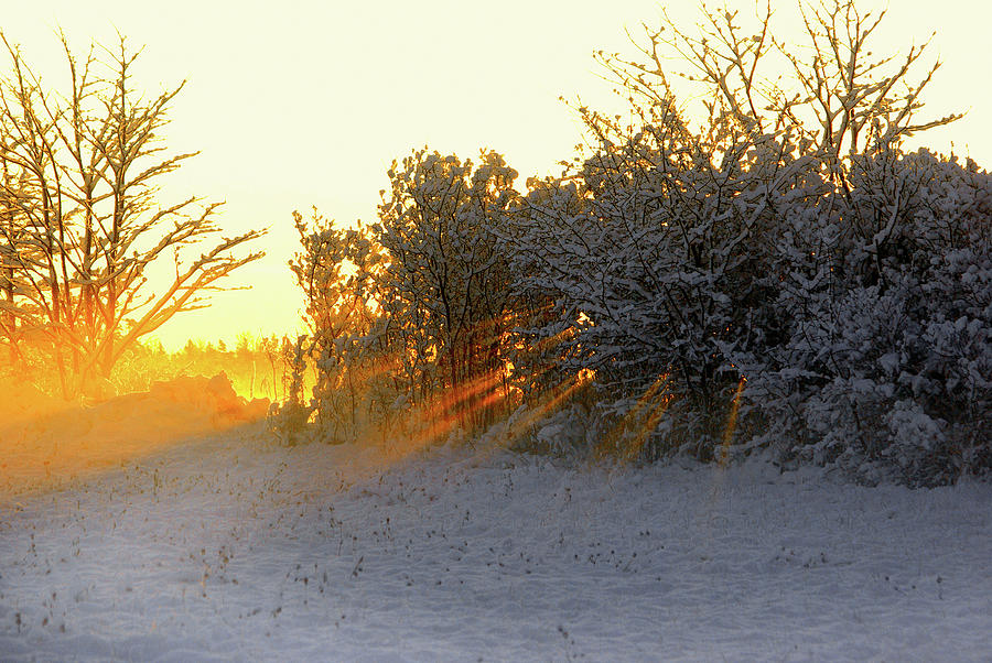 Brush Photograph - Fresh Snow and Sunbeams by Paul Wash