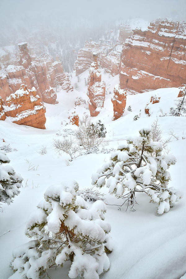 Fresh Snow at Bryce Canyon Photograph by Ray Mathis