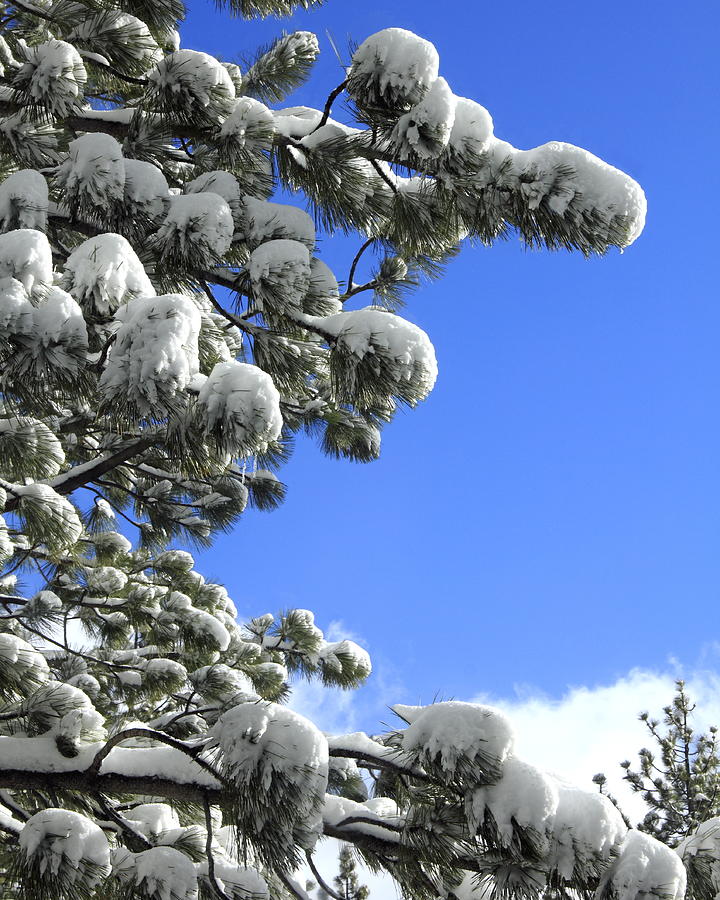 Winter Photograph - Fresh Snow Blue Sky by Diane Zucker