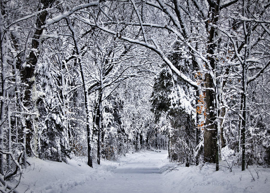 Fresh Snow Photograph by Cricket Hackmann
