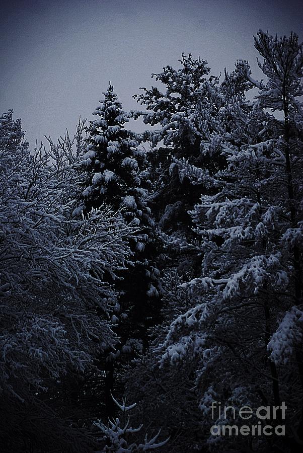 Fresh Snow on the Pines Photograph by Frank J Casella