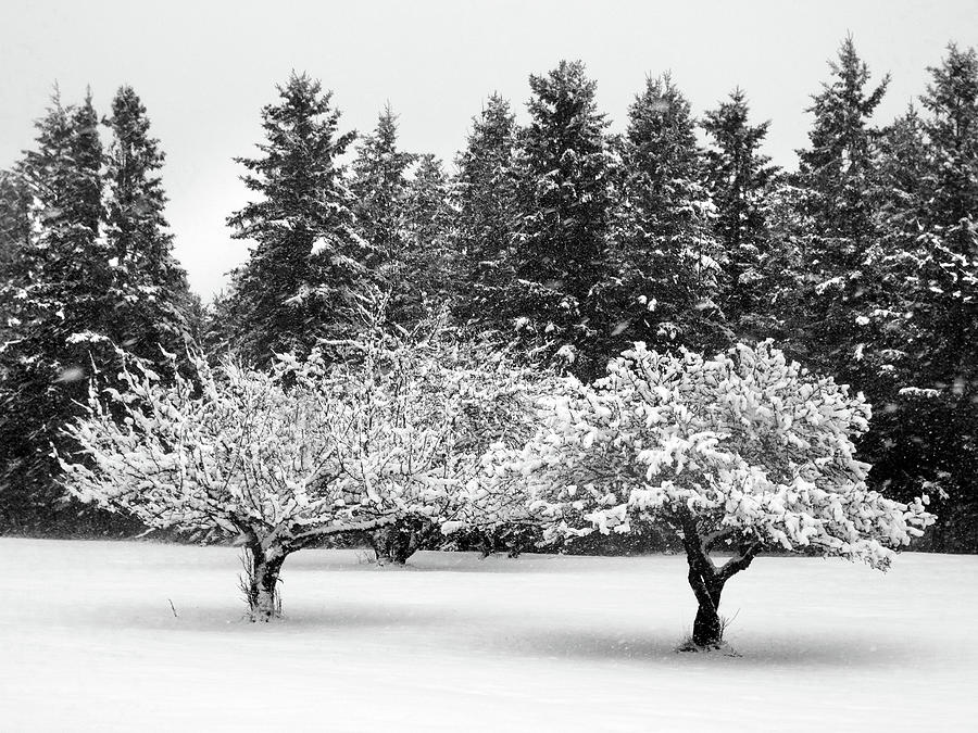 Fresh Snow on the Trees Photograph by David T Wilkinson