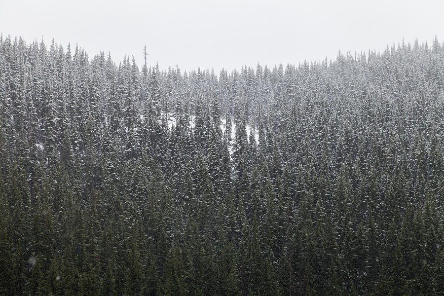 Fresh Snow Photograph by Scott Slone