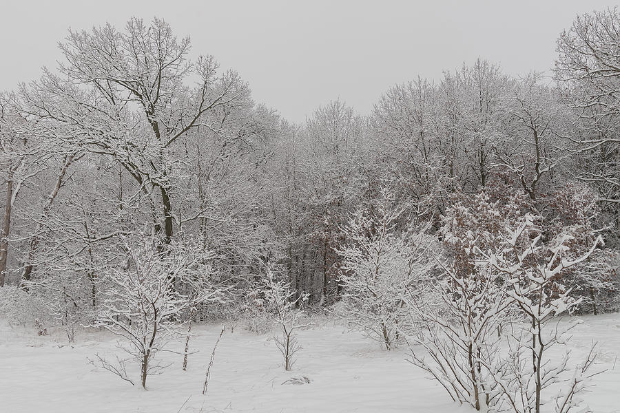 Fresh snowfall - 5 Photograph by Lochi Munasinghe | Fine Art America