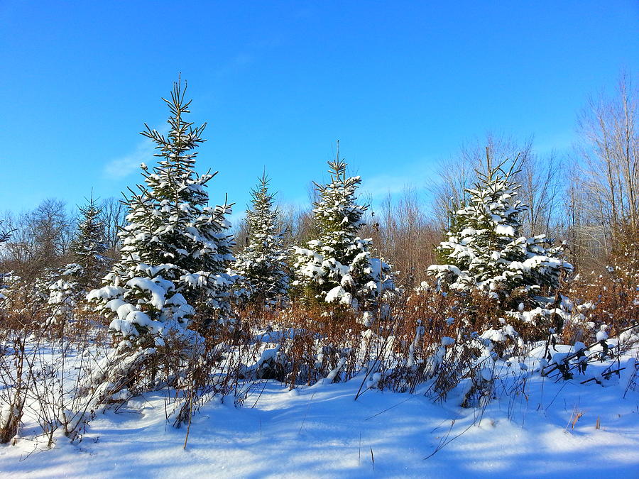 Fresh Snowfall Photograph by Brook Burling